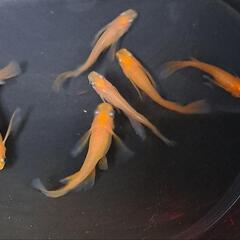 紅帝リアルロングフィン。画像個体全て。メダカ、めだか。の画像