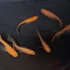 紅帝リアルロングフィン。画像個体全て。メダカ、めだか。の画像