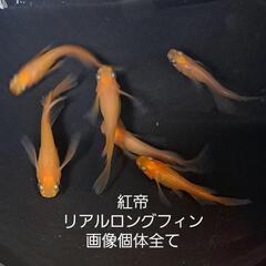 紅帝リアルロングフィン。画像個体全て。メダカ、めだか。