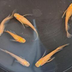 紅帝リアルロングフィン。画像個体全て。メダカ、めだか。の画像