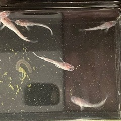 あわび　メダカ
