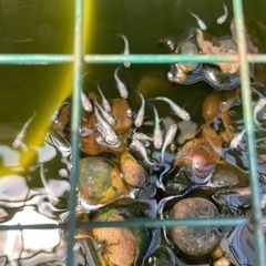 メダカmixの画像