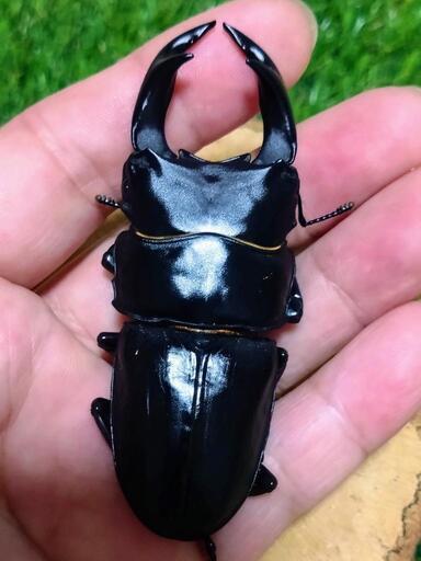 久留米産オオクワガタ ♂単品73.6㍉