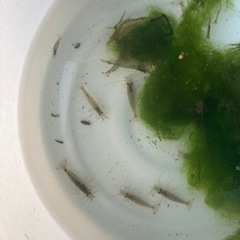 ヤマトヌマエビ　欲しい方の画像