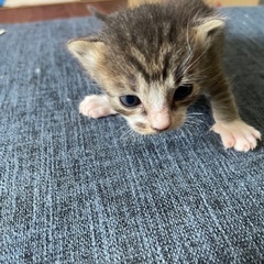 新たな家族に