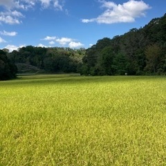⭐️速報　取引日、取引場所限定　兵庫小野産ヒノヒカリ　30kg 玄米