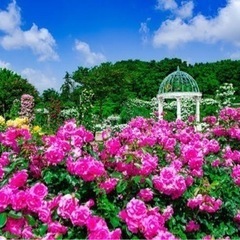 5月14日(日)京成バラ園散策コン　40代50代の画像