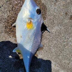 ちょい投げ　釣り友　募集中