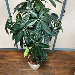 【全部無料】観葉植物(レプリカ)の画像