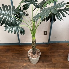 【全部無料】観葉植物(レプリカ)の画像