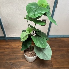 【全部無料】観葉植物(レプリカ)の画像