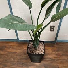 【全部無料】観葉植物(レプリカ)の画像