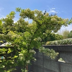 ピラカンサ(庭木) ※取りに来られる方限定