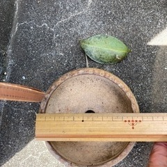 小さな植木鉢の画像