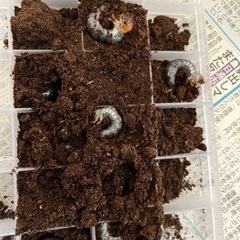 ギラファノコギリクワガタの幼虫の画像