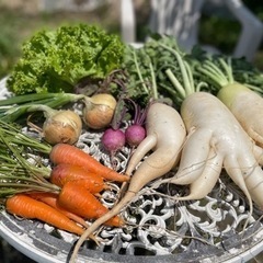 無農薬野菜　大根　人参　玉葱　サニーレタス　カブの画像