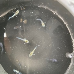 受渡し者決定【メダカ】レッドクリフ　ダークタイプ稚魚7匹