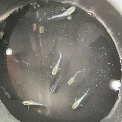 受渡し者決定【メダカ】レッドクリフ　ダークタイプ稚魚7匹の画像