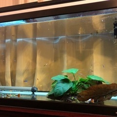 コトブキ90センチスリムガラス水槽　コトブキ水槽台付き上部フィルターフルセット　激安の画像