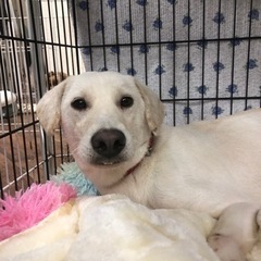 ２歳の女の子 - 犬