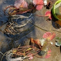 株分け睡蓮一株