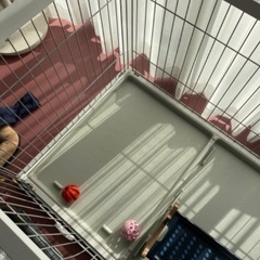 ペットケージ　もらって下さい♪の画像