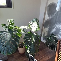 観葉植物を差し上げます