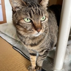里親さん募集！メス きじトラちゃん約4歳