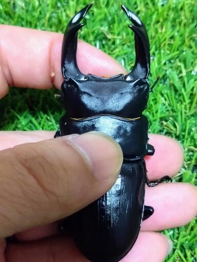 久留米産オオクワガタ ♂単品74.8㍉
