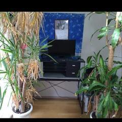 観葉植物あげます。※お気軽にご相談下さい