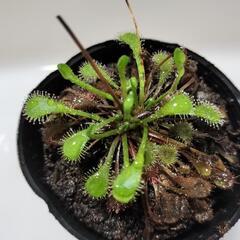 食虫植物　ドロセラ・ナガモト