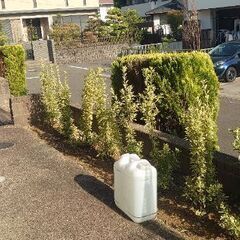 垣根に良い「キンマサキ」の１メートル苗木の画像