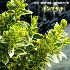 垣根に良い「キンマサキ」の１メートル苗木