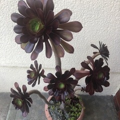 多肉植物　アオエニウム（黒法師）