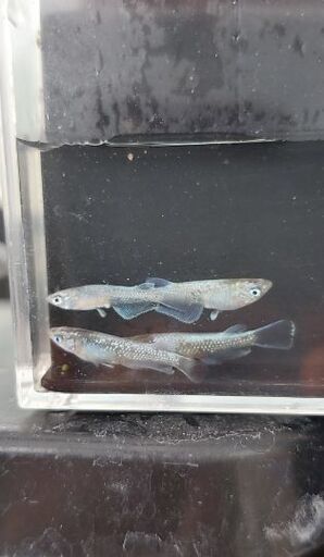 ホワイトナイト　若魚６匹　メダカ　めだか