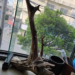 希少価値あり！巨大流木