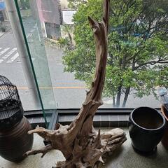 希少価値あり！巨大流木の画像
