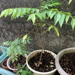 カレーリーフ　苗　1株