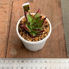 多肉植物　リップスティック