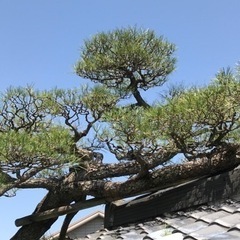 お庭などの植木鉢やその他の物処分