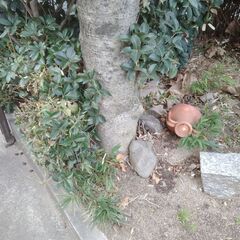 庭木 植木 キンモクセイ　ギンモクセイ　ヒイラギ　かな？の画像