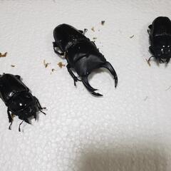 国産オオクワガタSR血統♂♀♀トリオ