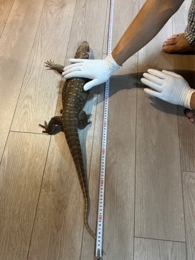 ブラッドパイソン・サバンナモニター