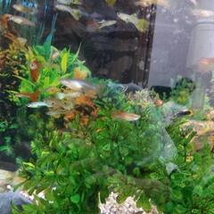 〖GW限定〗熱帯魚 🌼グッピー🌼里親さん募集❗✨