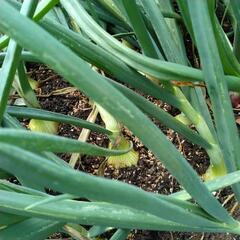 無農薬詰合せ野菜