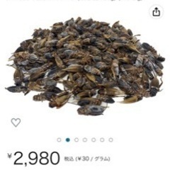冷凍コオロギ100g