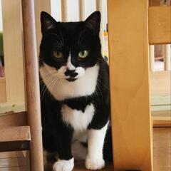 ハチワレ女子の大人猫のピーコ　パーコの姉妹猫です。