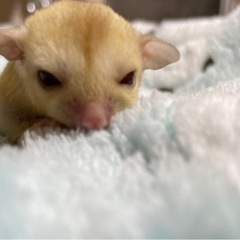 ✨フクロモモンガ✨　お求めやすくなっています❗️