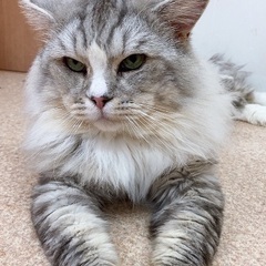 ラガマフィン男の子