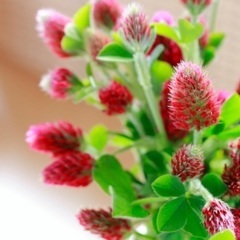 発芽確認済みストロベリー🍓キャンドル　タネ　